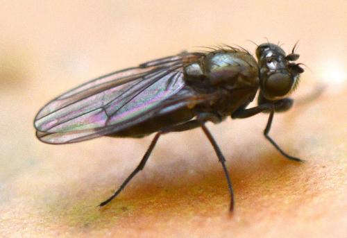 Paracoenia fumosa